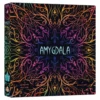 Amygdala 3 Amygdala